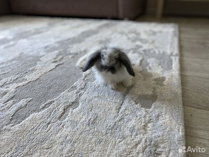 Карликовый кролик минор 3,5 мес