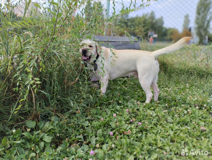 Кобель лабрадора вязка