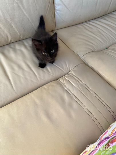 Обычные котята