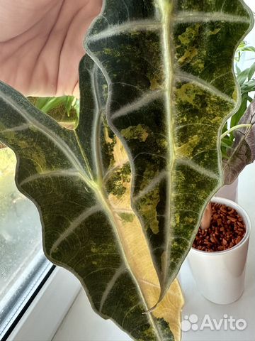 Пискадағы мылжың порно фотосуреттері