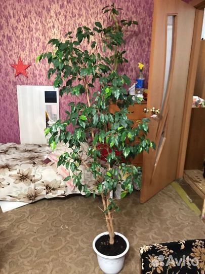 Фикус бенджамина большой