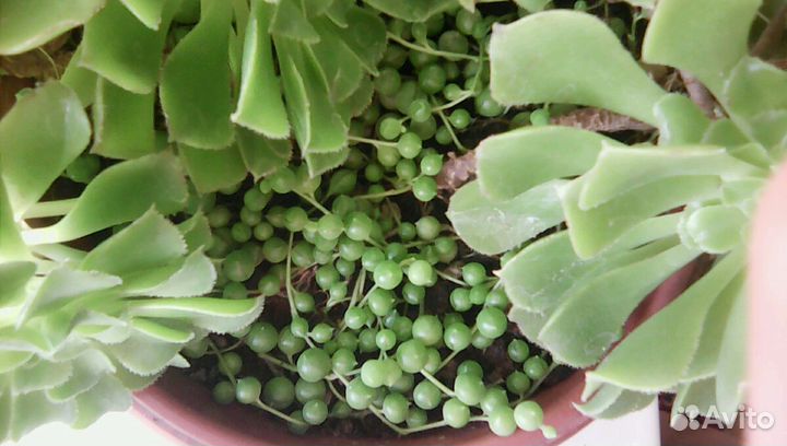 Крестовник Роули (горошины)