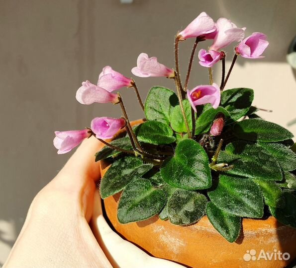 Фиалки мини и стандарт