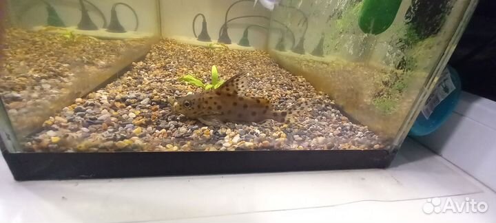 Аквариум с рыбками