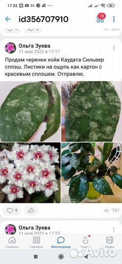 Хойя обовата вариегата сплеш