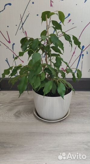 Фикус бенджамина