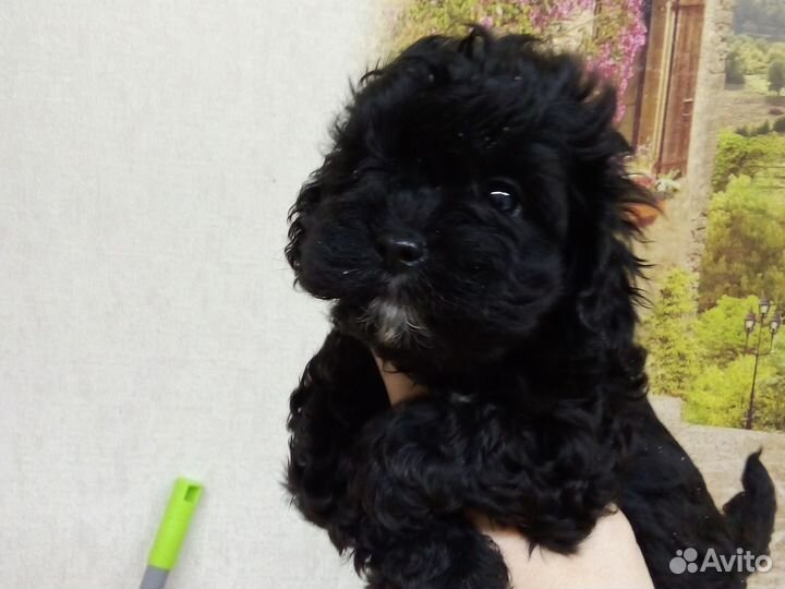 Мальтипу разные окрасы