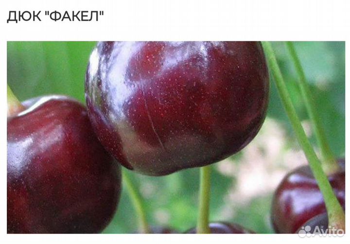 Саженцы на заказ из Мичуринска