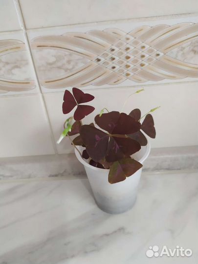 Кислица оксалис