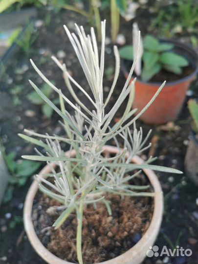 Бессмертник песчаный