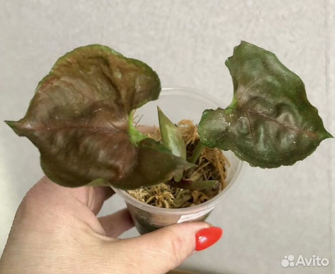 Сингониум клубничный лед galaxy, т25