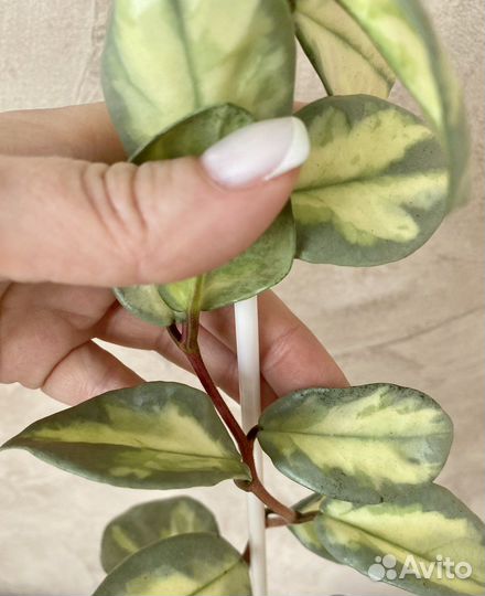 Хойя carnosa Argentea Princess