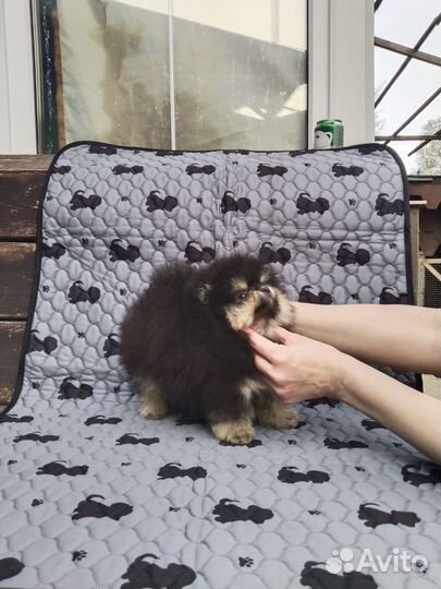Щенки шпица померанцы