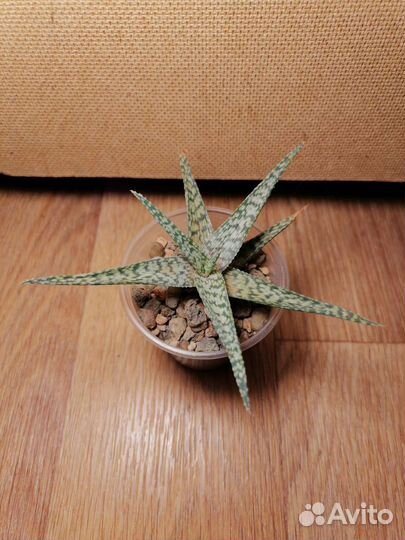 Алоэ гибридное