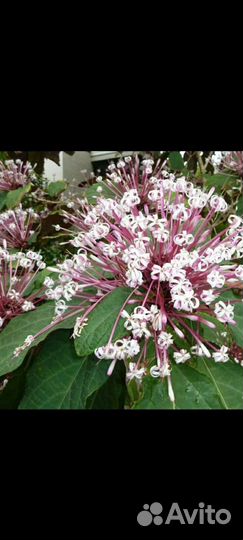 Клеродендрум