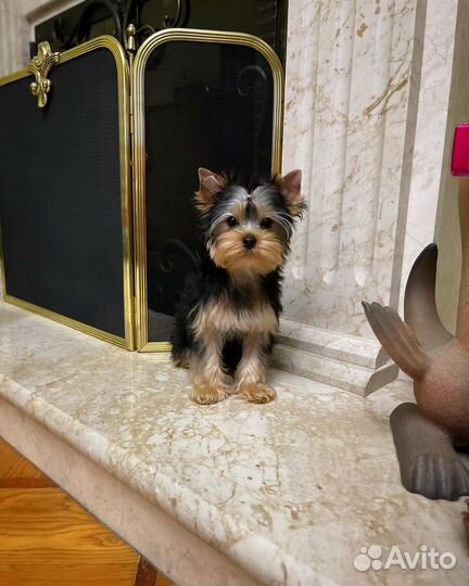 Йоркширский терьер