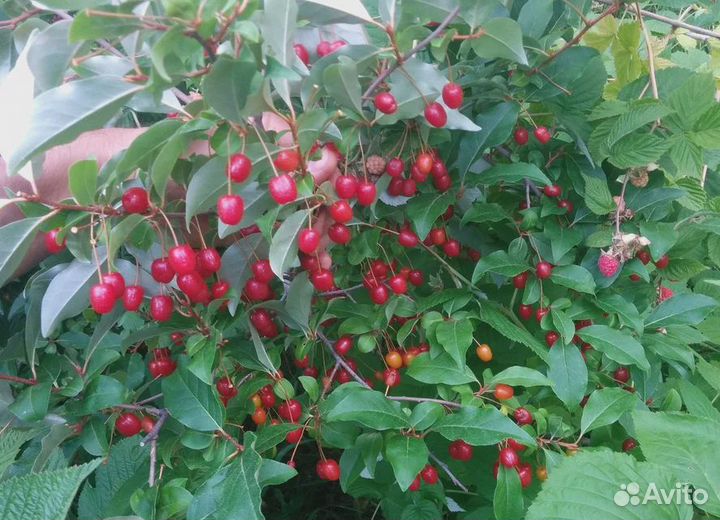 Саженцы малина, крыжовник, жимолость, Гуми,смород