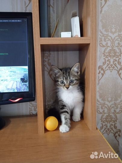 Котята в добрые руки даром.Мальчики