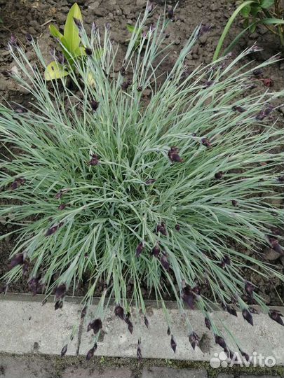 Гвоздика перистая садовая