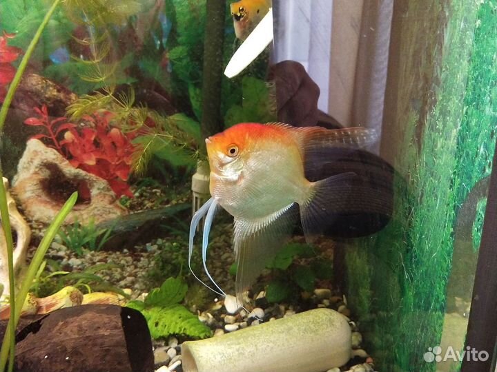 Золотая скалярия, эхинодорус растение