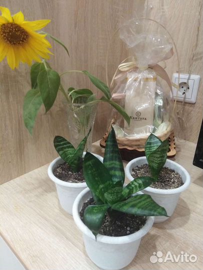 Сансевиерия домашняя (1,2,3 шт.)