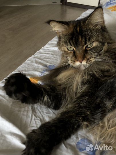 Домашняя передержка животных / собак и кошек