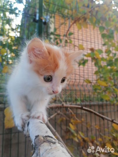 Курильский бобтейл