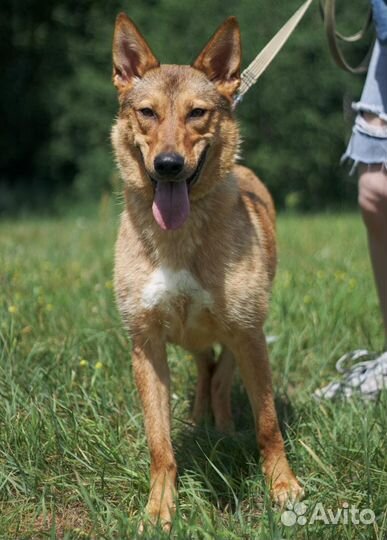 Собака в добрые руки