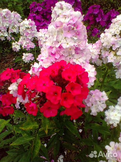 Флоксы многолетние