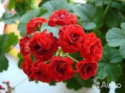 Пеларгония герань и фиттония