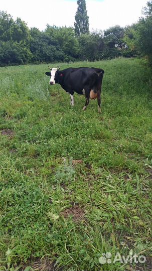 Корова дойная