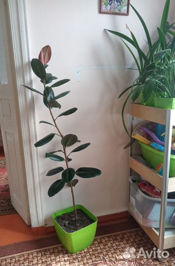 Продаю фикус