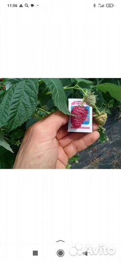 Саженцы малины Химбо Топа