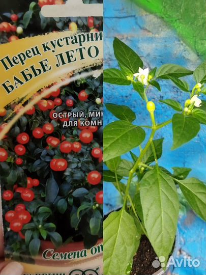 Перец острый