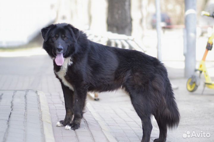 Собака в добрые руки