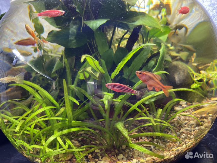 Аквариум с рыбками