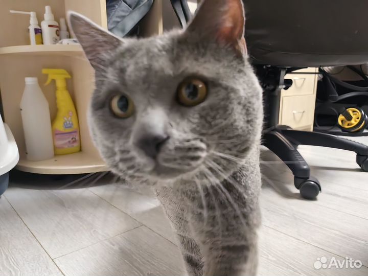 Котик в добрые руки