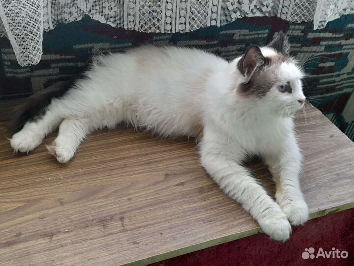 Котик в добрые руки