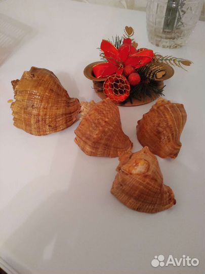 Морские ракушки раковины