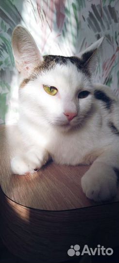Кошка в дар