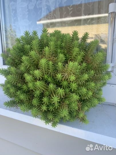 Суккулент седум лЕмон кОрал очиток