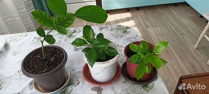 Лимоны плодоносящие