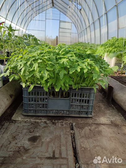 Рассада томата