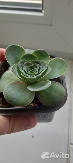 Гринновия Wine glass