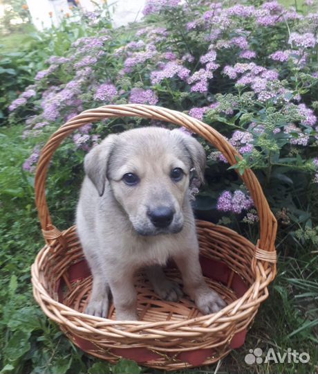 Щенок в дар