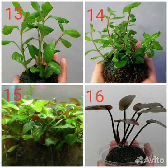 Аквариумные растения на кочке, вабикуса