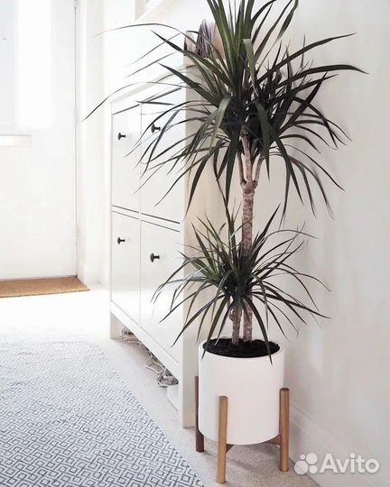 Пальма драцена