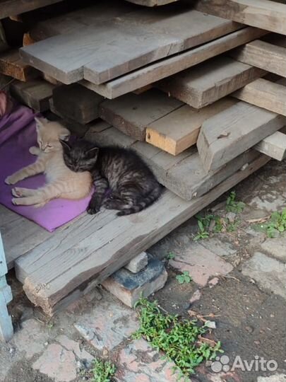 Котята в добрые руки