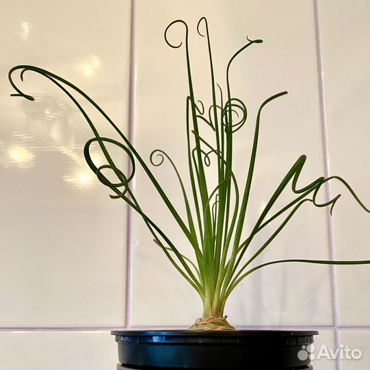 Альбука спиральная