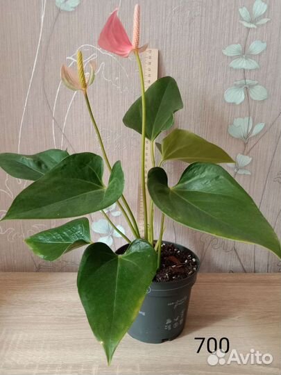 Антуриум Джоли пинк